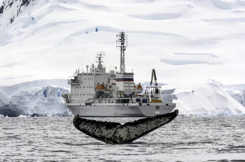 Whale Tail and Ship