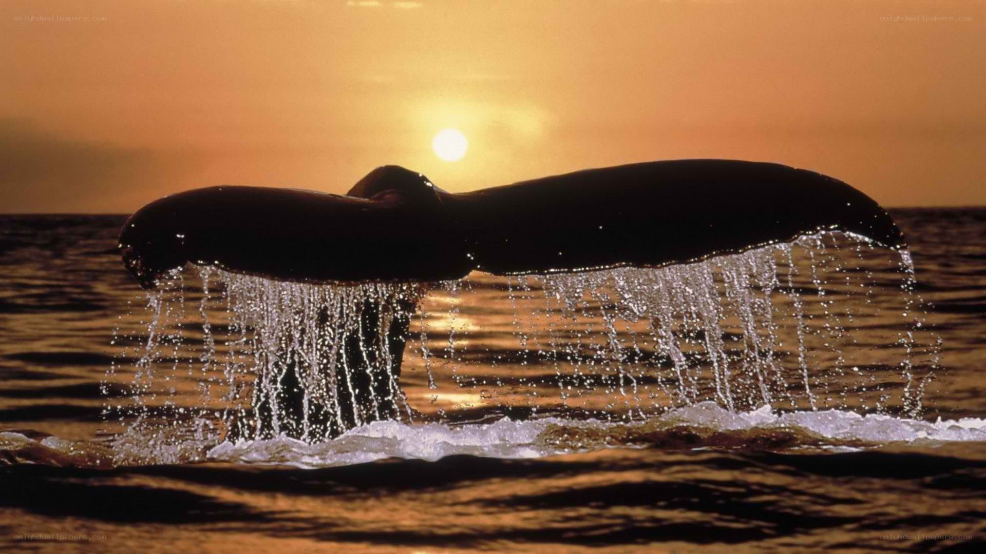 Whale tail at sunset