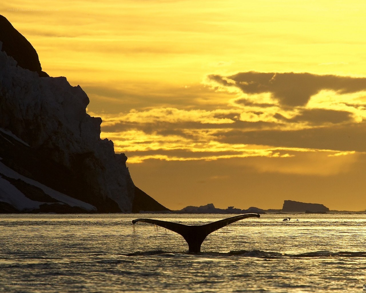 Whale tail at sunset