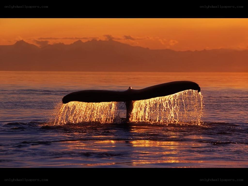 Whale tail at sunset