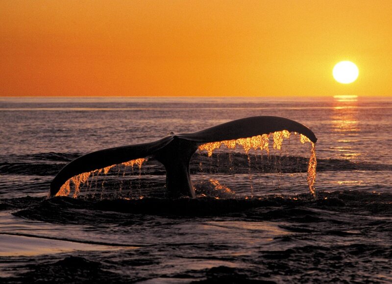 Whale tail at sunset