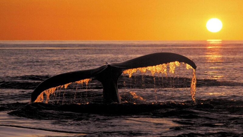 Whale Tail at Sunset — Orange, Serene