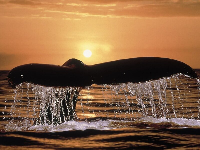 Whale Tail at Sunset — Orange