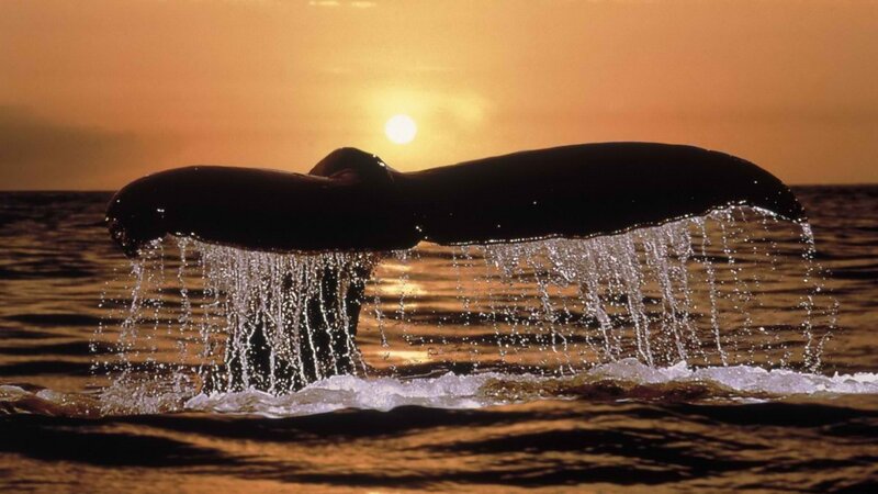 whale tail at sunset