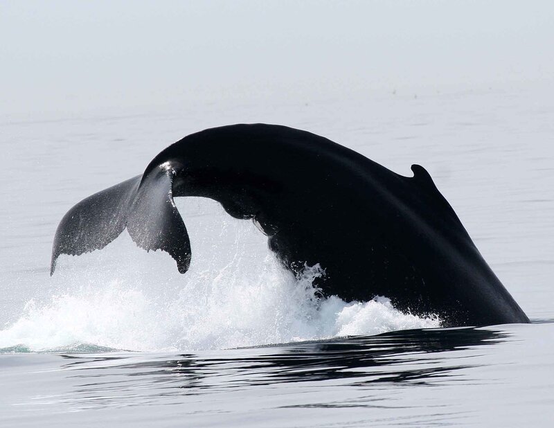 Whale tail breaching ocean