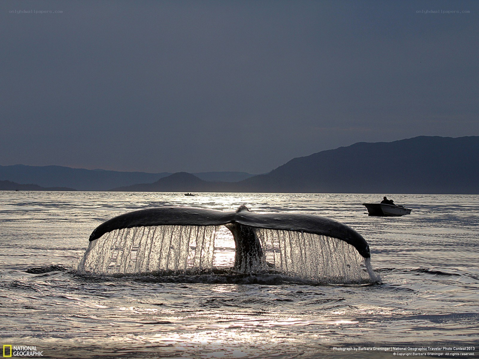 Whale tail diving at sunset