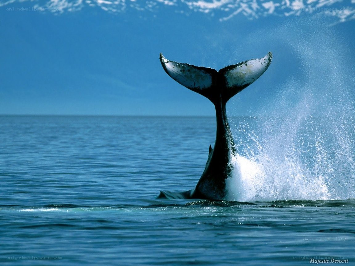 Whale tail diving into ocean