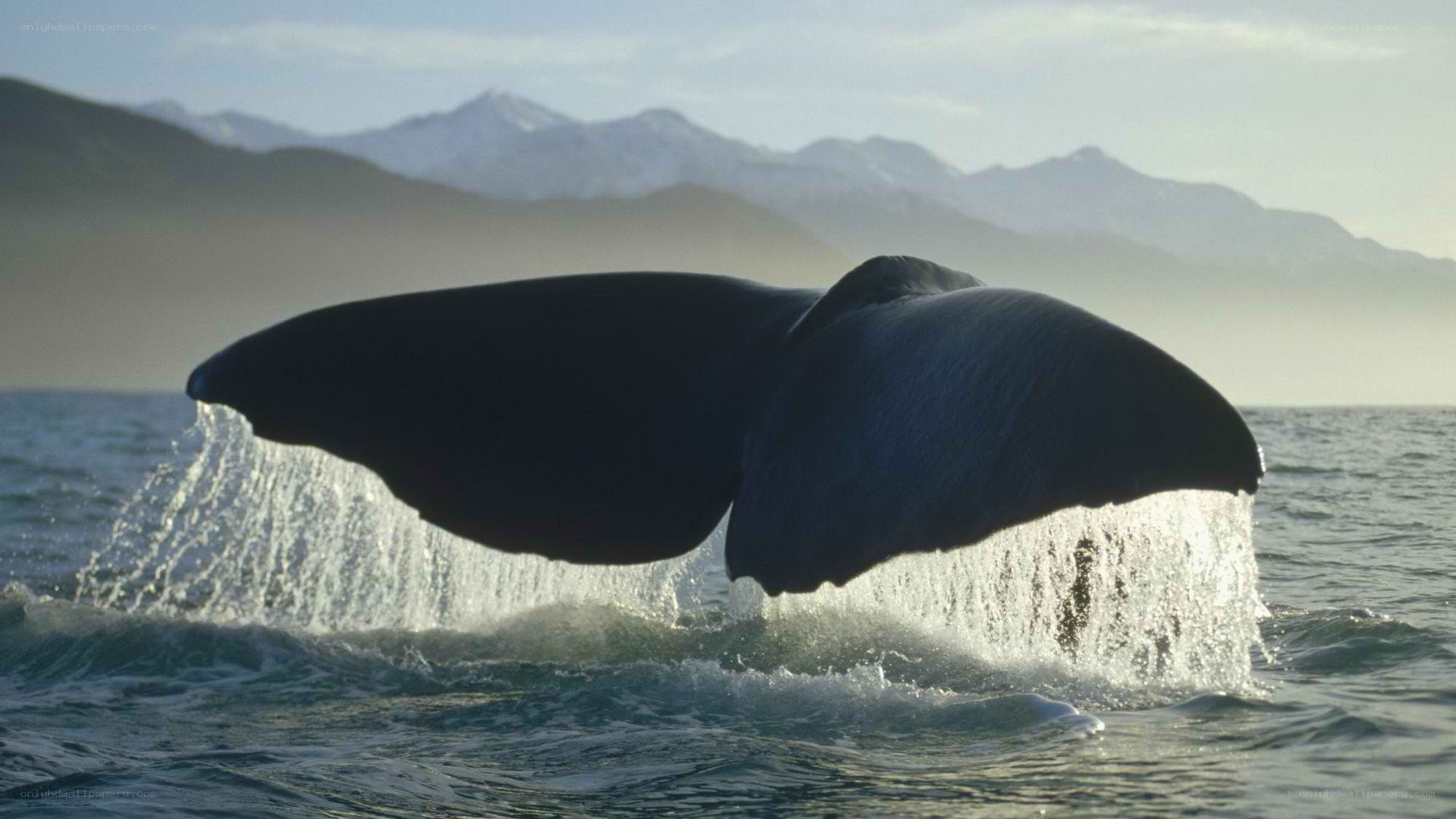 Whale tail diving into ocean