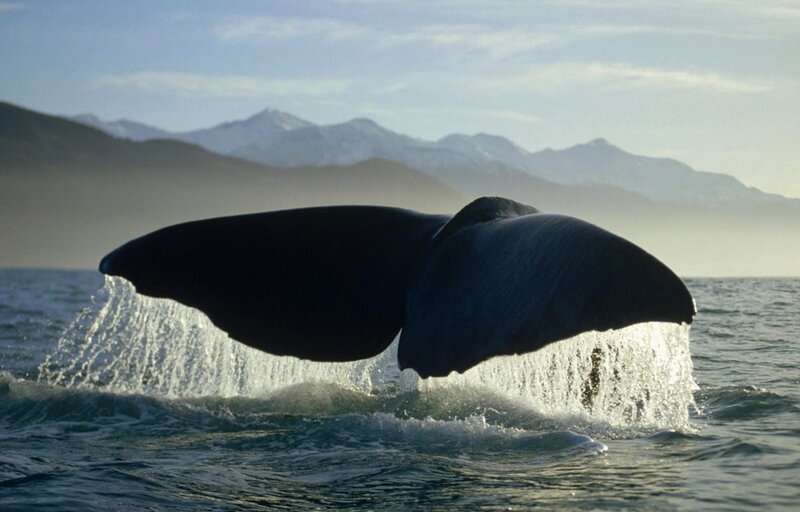 Whale tail emerging from ocean