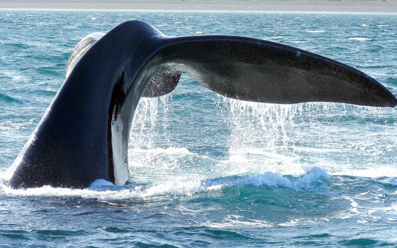 Whale tail emerging from ocean