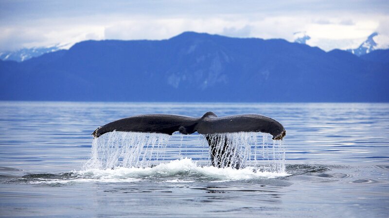 Whale tail emerging from water