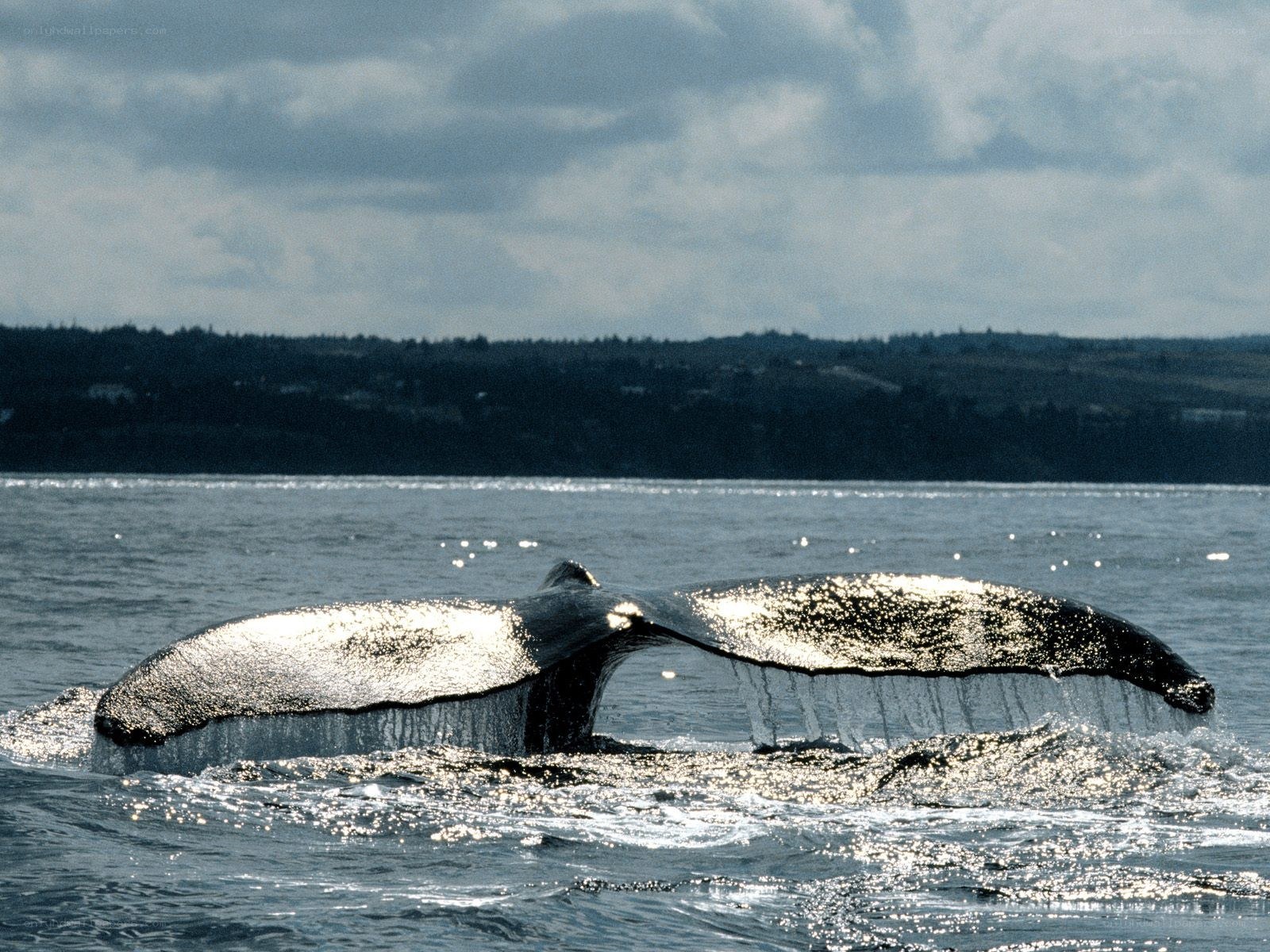 Whale tail emerging from water
