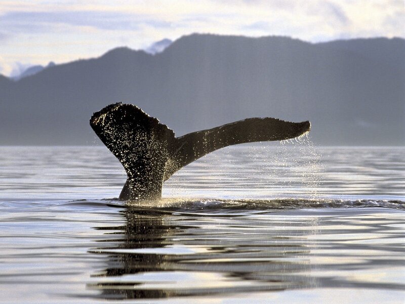 Whale tail emerging from water