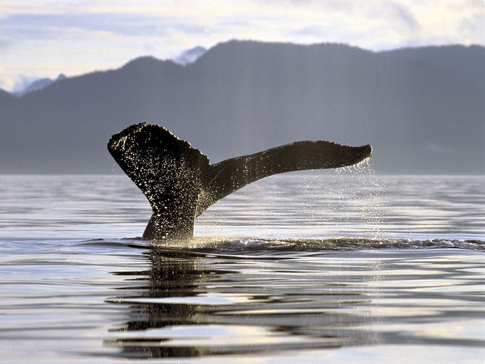 Whale tail emerging from water