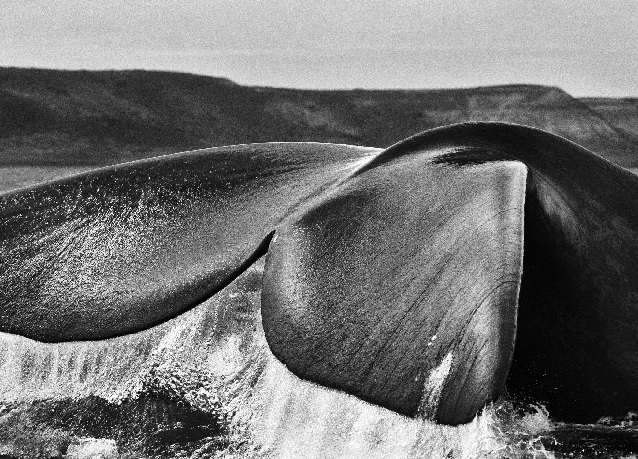 Whale tail emerging from water