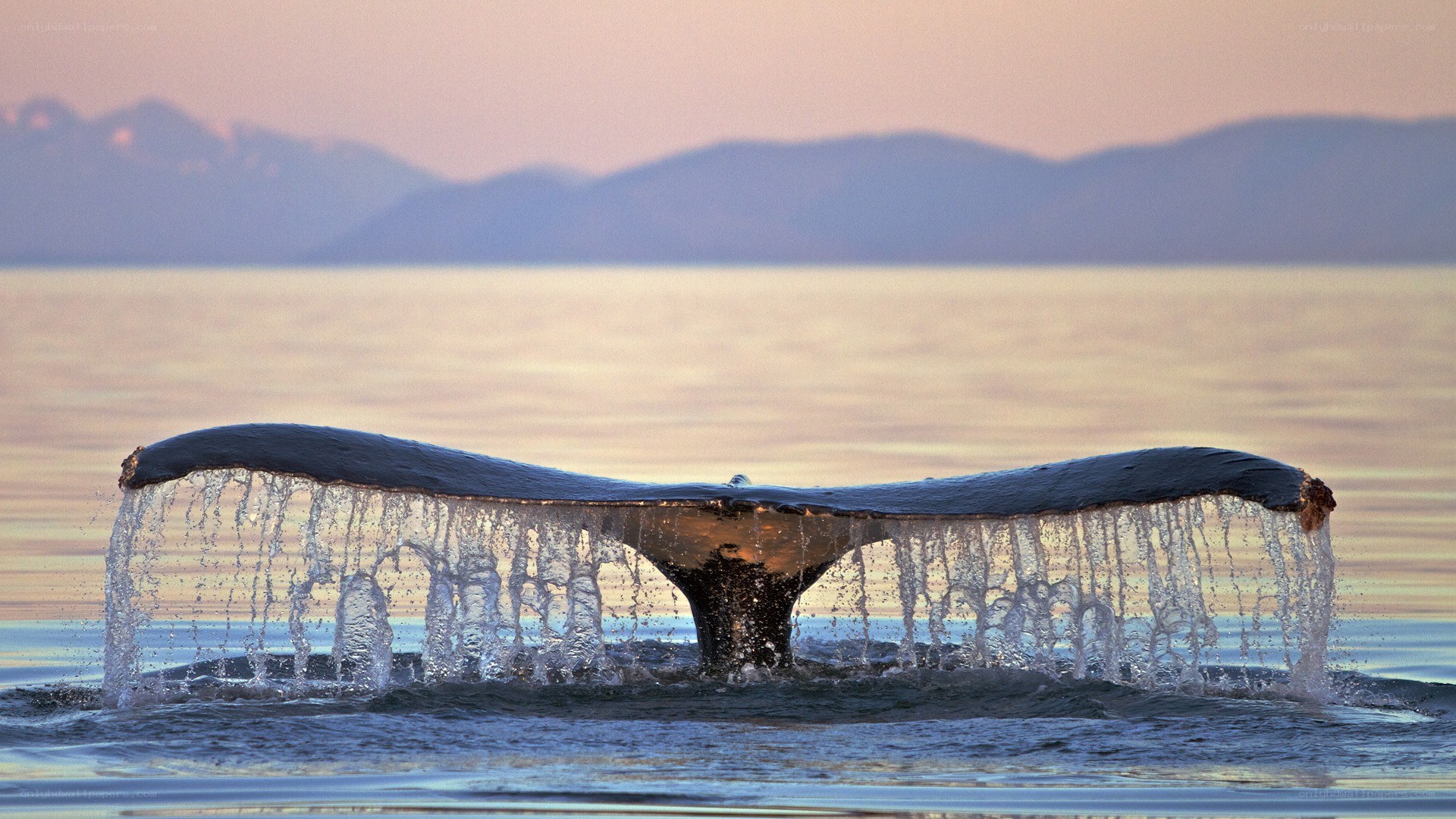 whale tail fin at sunset