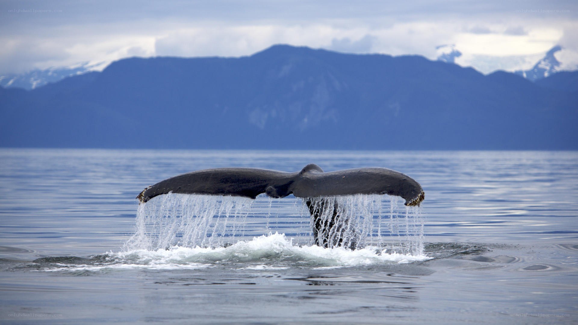Whale tail fin in the ocean