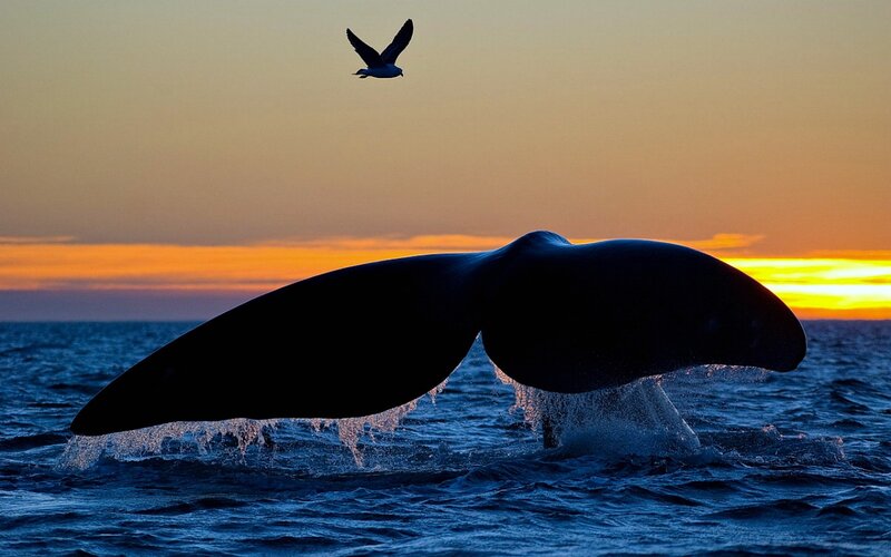 Whale Tail Fluke — Blue, Dramatic