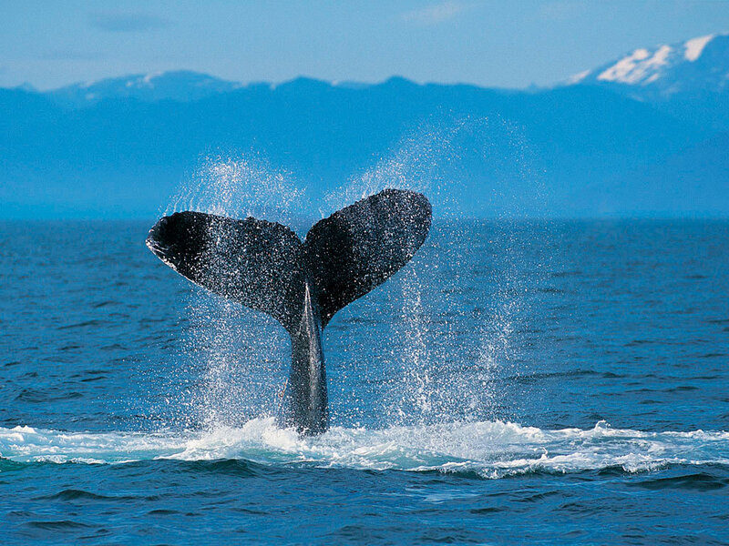 Whale Tail Fluke — Blue, Serene, Afternoon, Photograph