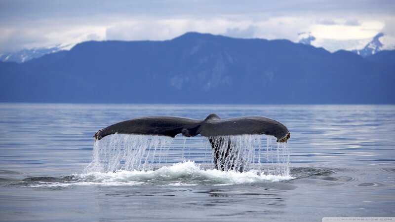 Whale Tail Fluke — Blue, Serene