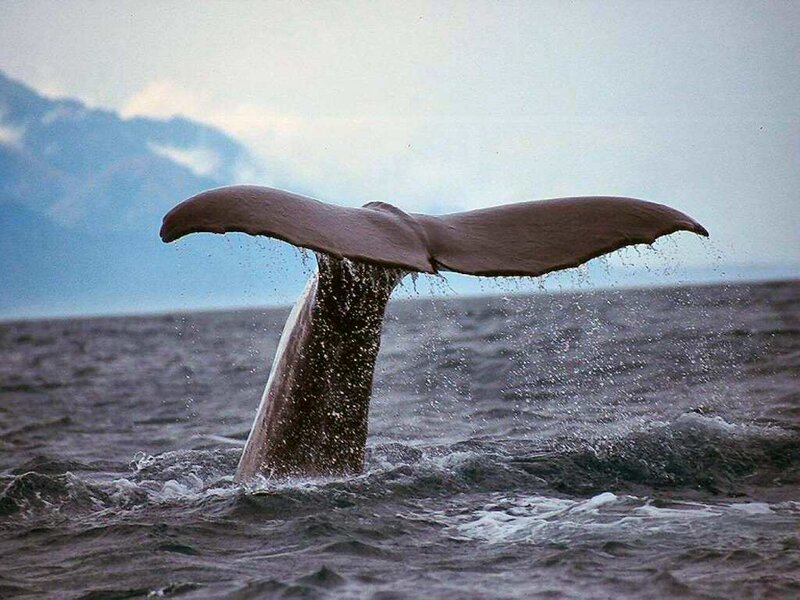 Whale Tail Fluke — Gray