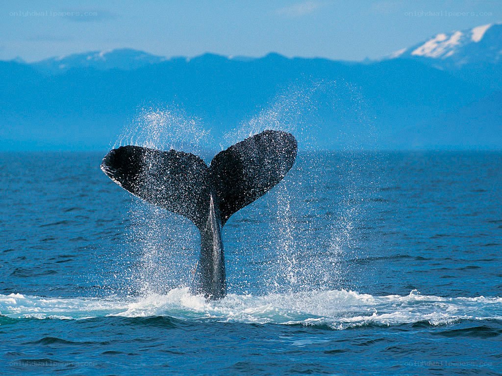 Whale tail fluke in ocean