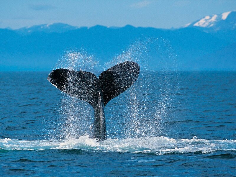 Whale tail fluke in ocean