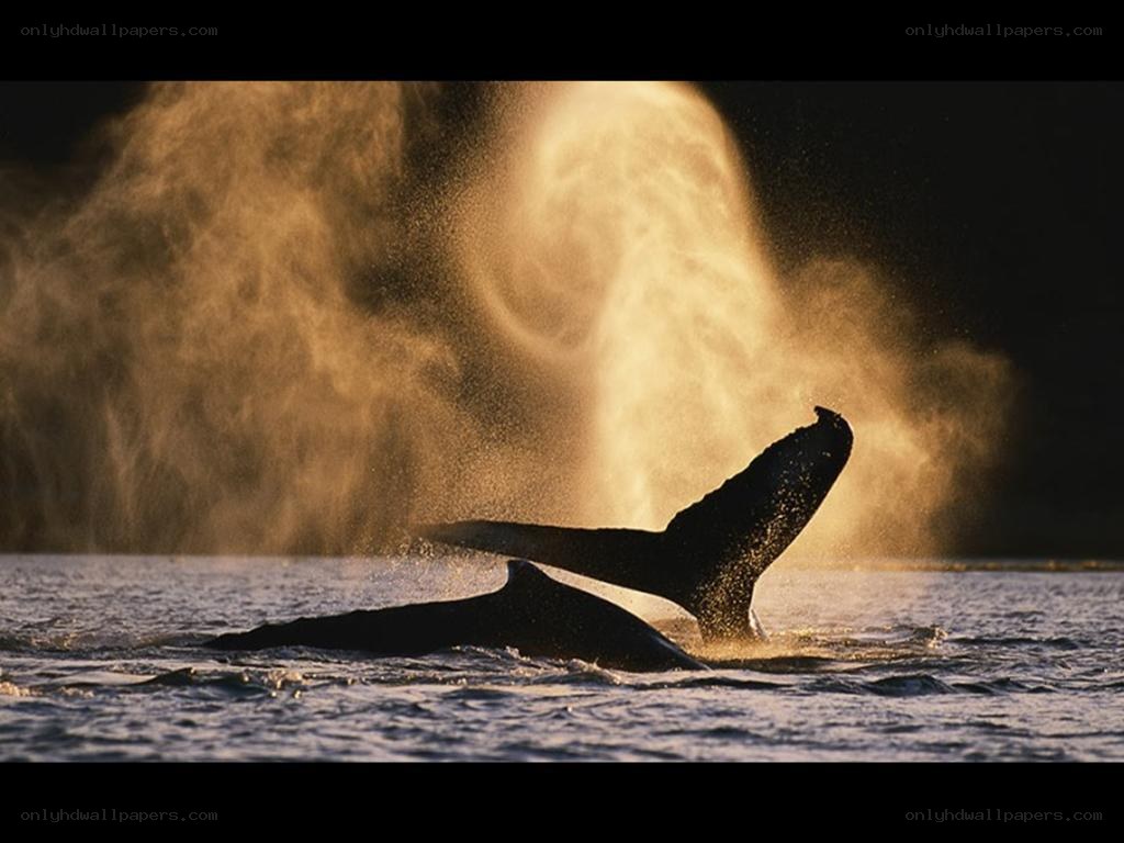 Whale tail fluke in sunset