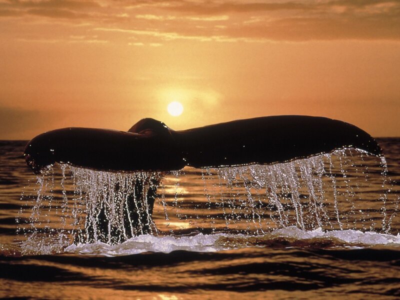 Whale Tail Fluke — Orange, Serene, Sunset