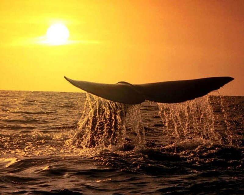 Whale Tail Fluke