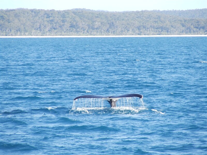 Whale tail in blue water