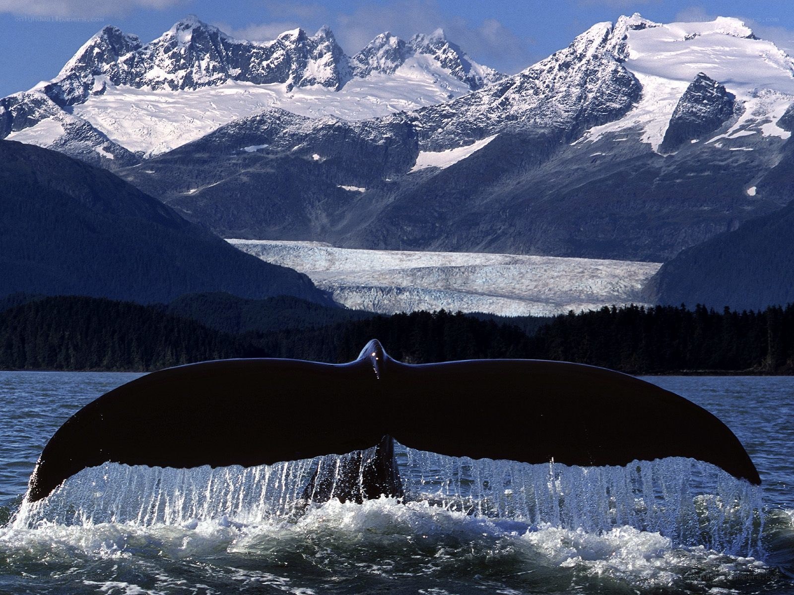 Whale tail in glacial waters