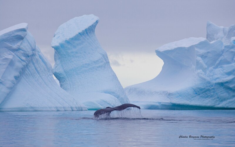 Whale Tail in Icebergs