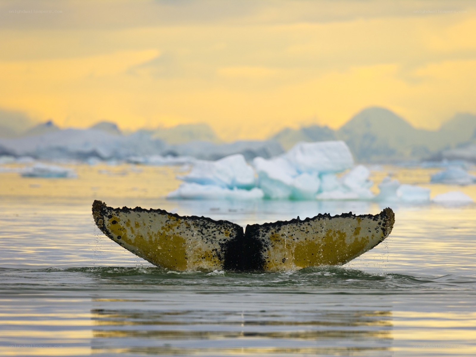 Whale tail in icy waters