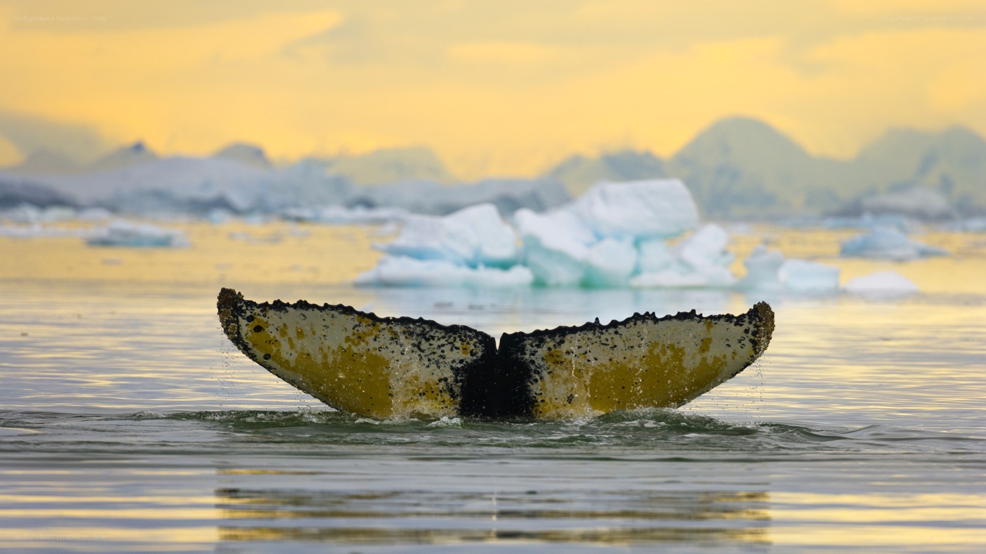 whale tail in icy waters