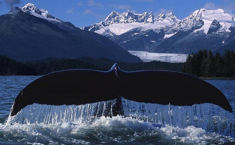 Whale tail in mountain fjord