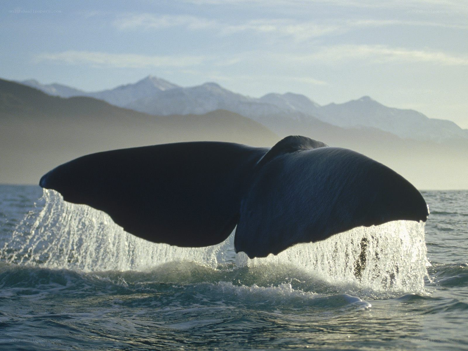 Whale tail in ocean