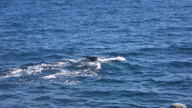 Whale Tail in Ocean — Blue, Calm, Afternoon