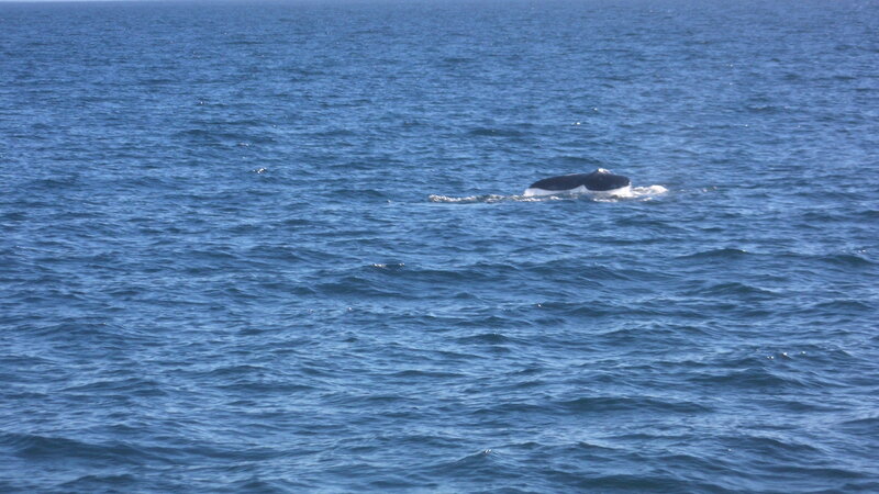 Whale Tail in Ocean — Blue, Calm