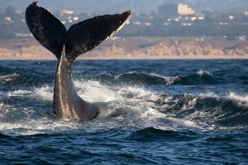 Whale Tail in Ocean — Blue, Dramatic, Afternoon