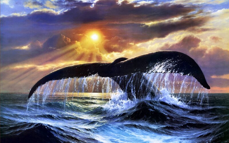 Whale Tail in Ocean — Blue, Dramatic, Sunset
