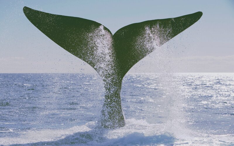 Whale Tail in Ocean — Blue, Dynamic, Afternoon