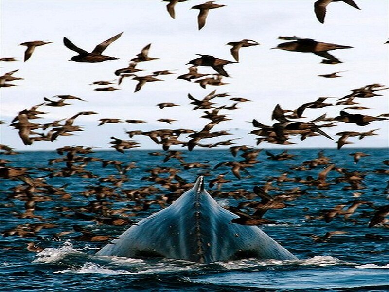 Whale Tail in Ocean — Blue, Dynamic