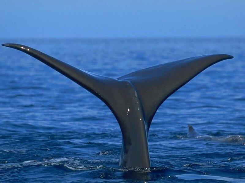 Whale Tail in Ocean — Blue, Serene, Afternoon, Photograph, Sky, Gray