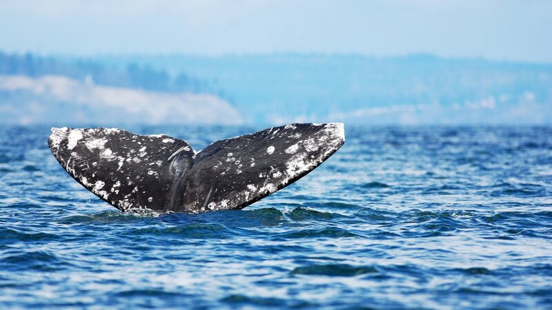 Whale Tail in Ocean — Blue, Serene, Afternoon, Photograph, Sky, Land, Black