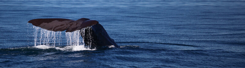 Whale Tail in Ocean — Blue, Serene, Afternoon, Photograph, Water