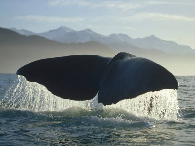 Whale Tail in Ocean — Blue, Serene, Afternoon