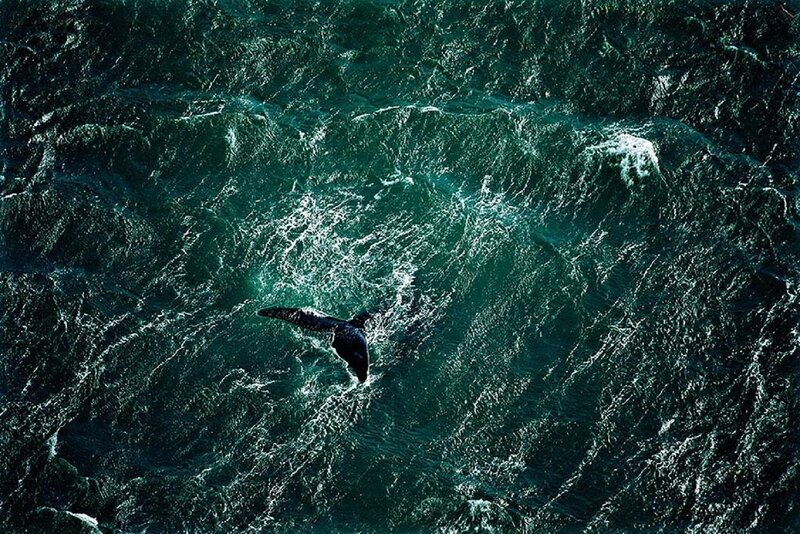 Whale Tail in Ocean — Green
