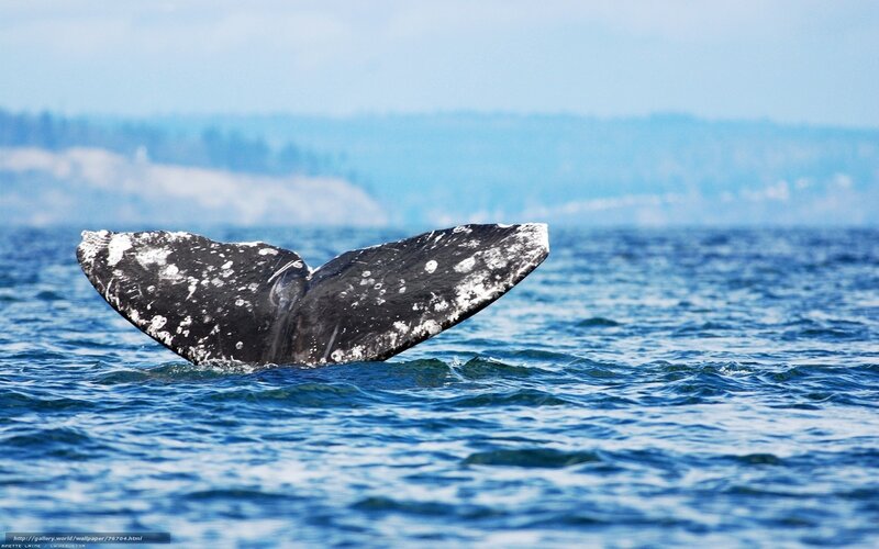 whale tail in ocean