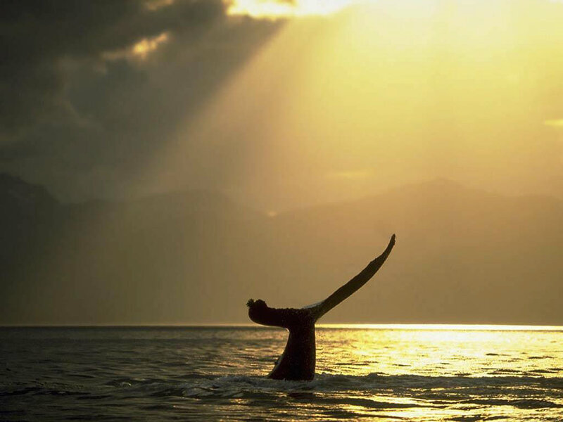 Whale Tail in Ocean — Yellow